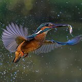 Kingfishers